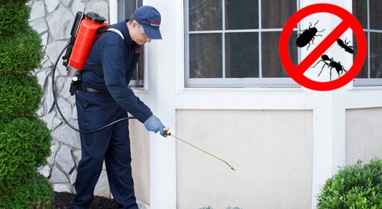 Kumru Dezenfeksiyon böcek ilaçlama ve haşere kontrolü — ilaclama-tr.com